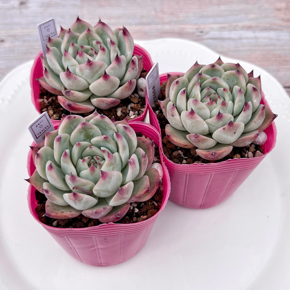 【速達付】8 チワワエンシス錦覆輪　美しい♪︎　大苗　発根開始　多肉植物　輸入苗 チワワエンシス錦 – Bull Succulent