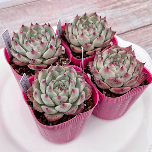 ❁﻿美苗❁チワワエンシス❁ 現品 抜き苗 多肉植物 寄せ植え 多肉植物 チワワエンシス 抜き苗 | るる農園~多肉植物専門
