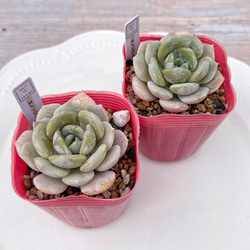 多肉植物 シャフラン錦 韓国苗 多肉植物 pariʚ❤︎ɞtaniku