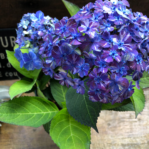 コズミックブルー♡アジサイ♡紫陽花♡ガーデニング アートフラワー
