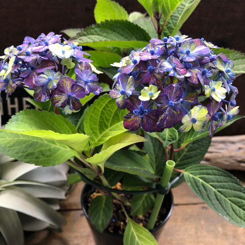 コズミックブルー♡アジサイ♡紫陽花♡ガーデニング アートフラワー