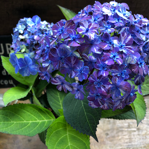 コズミックブルー♡アジサイ♡紫陽花♡ガーデニング 人造花 パリ
