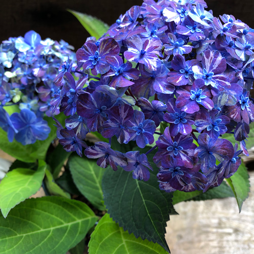 コズミックブルー♡アジサイ♡紫陽花♡ガーデニング アートフラワー