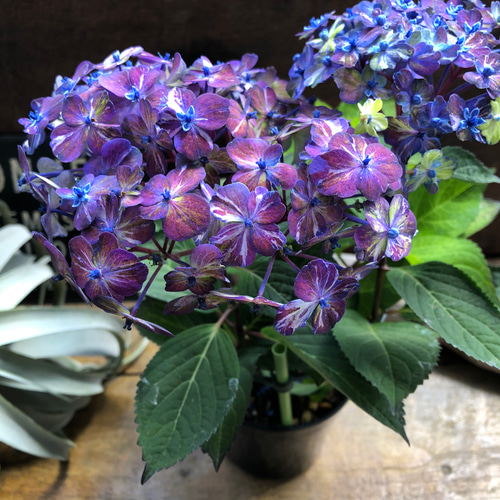 コズミックブルー♡アジサイ♡紫陽花♡ガーデニング アートフラワー