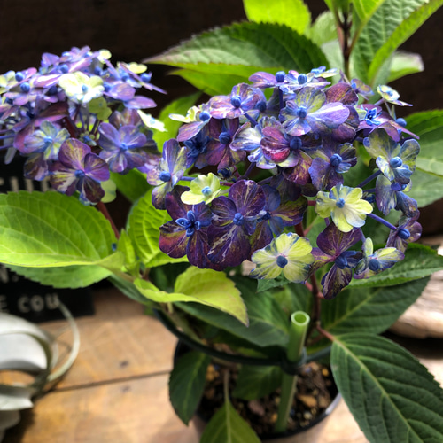 コズミックブルー♡アジサイ♡紫陽花♡ガーデニング 人造花 パリ