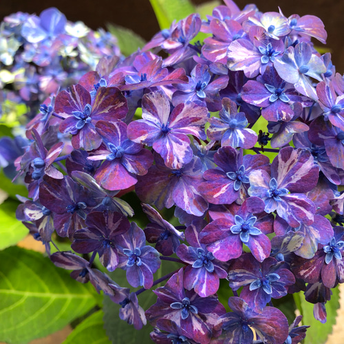 コズミックブルー♡アジサイ♡紫陽花♡ガーデニング アートフラワー