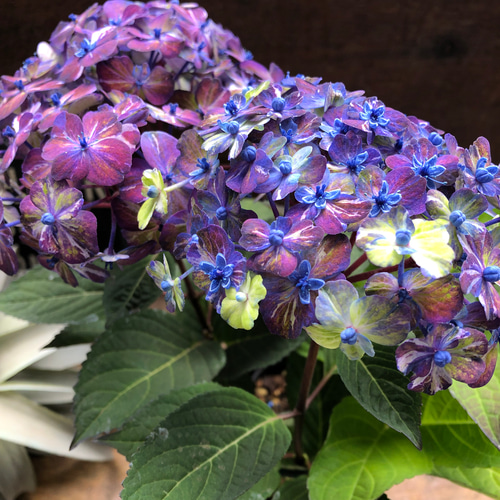 コズミックブルー♡アジサイ♡紫陽花♡ガーデニング アートフラワー