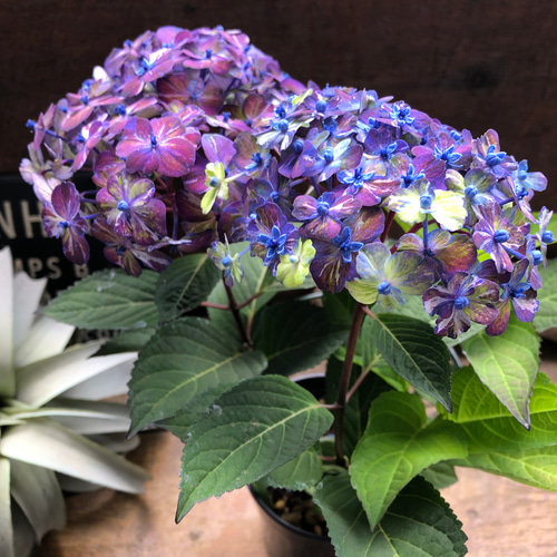 コズミックブルー♡アジサイ♡紫陽花♡ガーデニング アートフラワー