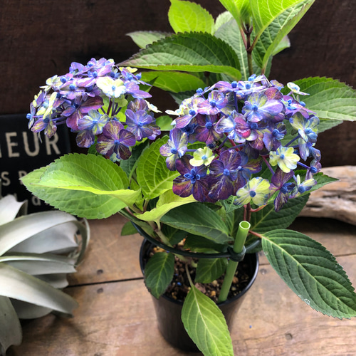 コズミックブルー♡アジサイ♡紫陽花♡ガーデニング アートフラワー