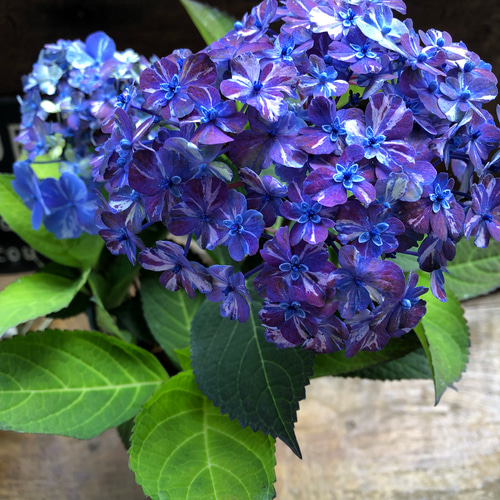 コズミックブルー♡アジサイ♡紫陽花♡ガーデニング アートフラワー