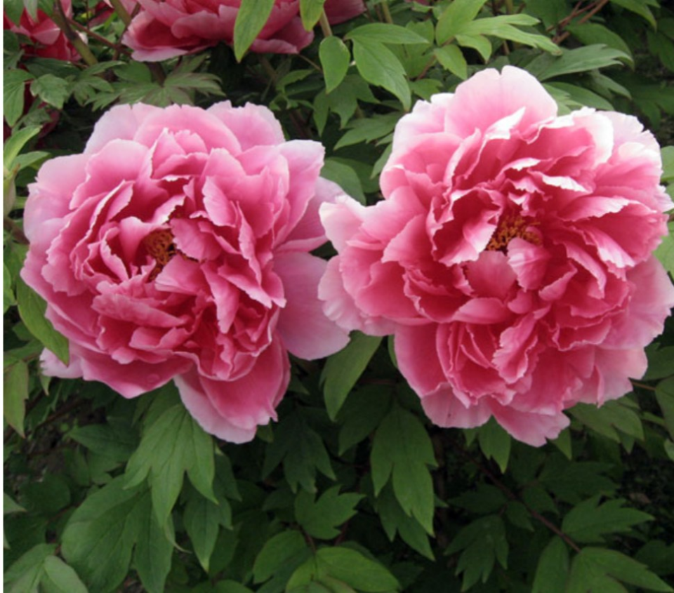 牡丹【七福神】鮮やかな八重咲き 御目出度い名前の牡丹