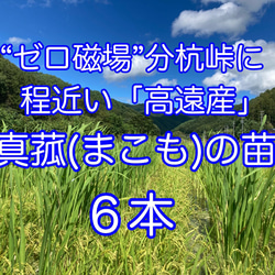 【kuuさま専用】【しめ縄・お飾り用】乾燥真菰(まこも)葉［長さいろいろ］ kuuさま専用】【しめ縄・お飾り用】乾燥真菰(まこも)葉［長さ