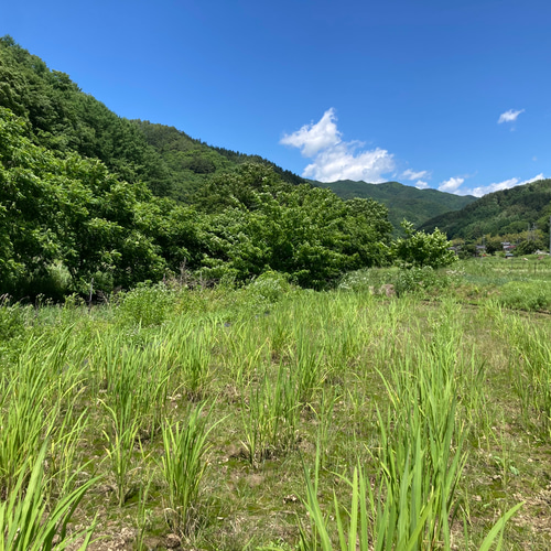 真菰(まこも)の新芽 苗6本 その他素材 MOKU 通販 19292863｜Creema