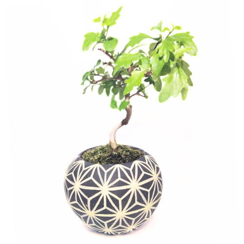 POTOCO ニオイカエデ 楓 陶器鉢 植物鉢 植物 セット 観葉植物 盆栽 苔