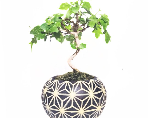 POTOCO ニオイカエデ 楓 陶器鉢 植物鉢 植物 セット 観葉植物 盆栽 苔
