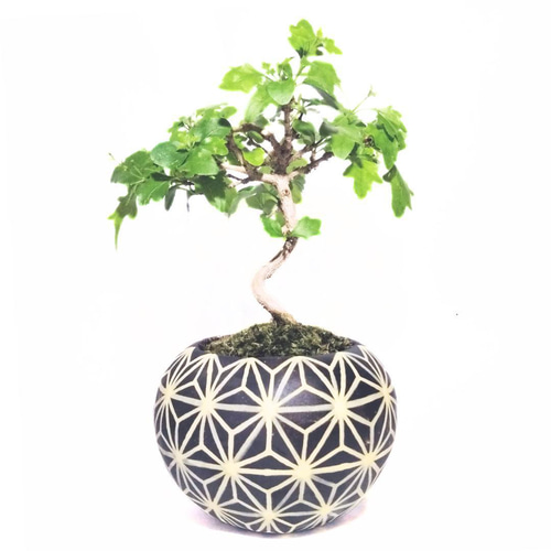 楓　カエデ　盆栽　5号陶器鉢つき　激太❗　① POTOCO ニオイカエデ 楓 陶器鉢 植物鉢 植物 セット 観葉植物 盆栽 苔