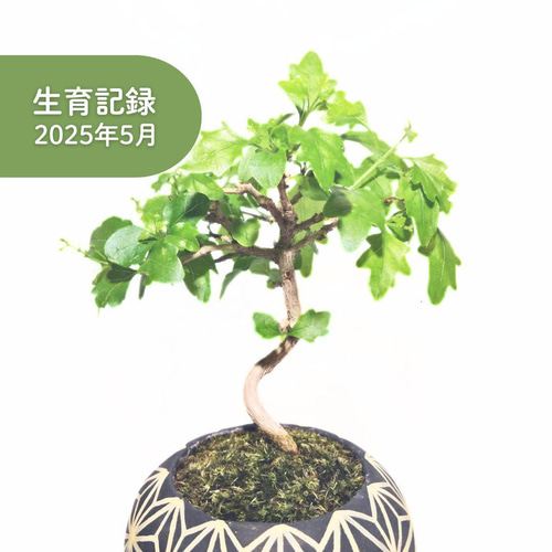POTOCO ニオイカエデ 楓 陶器鉢 植物鉢 植物 セット 観葉植物 盆栽 苔