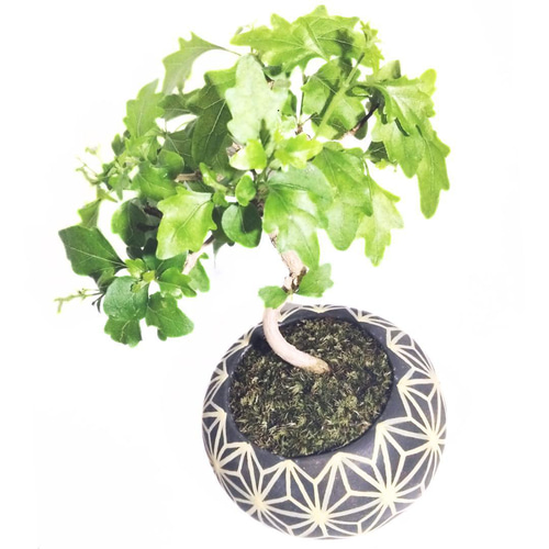 POTOCO ニオイカエデ 楓 陶器鉢 植物鉢 植物 セット 観葉植物 盆栽 苔