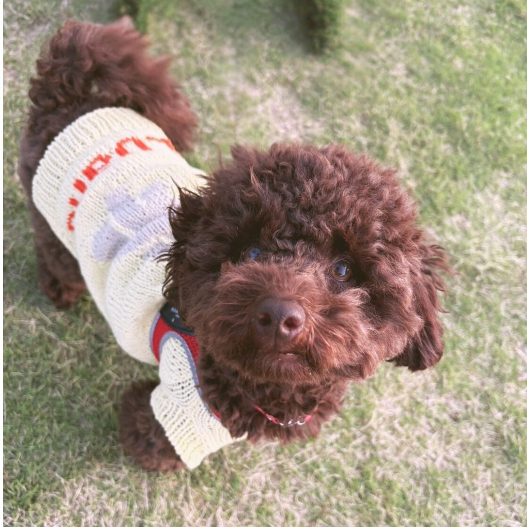 犬種シルエットとお名前入りサマーセーター〜コットン糸の編み込みセーター〜