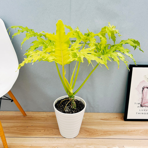 現品］【希少】☆人気☆ 93番 フィロデンドロン セローム ゴールド