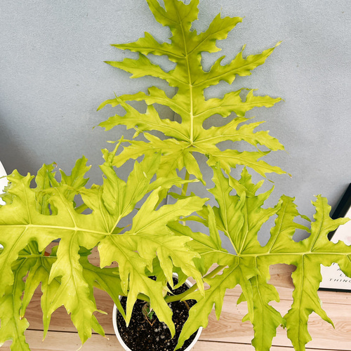 現品］【希少】☆人気☆ 93番 フィロデンドロン セローム ゴールド