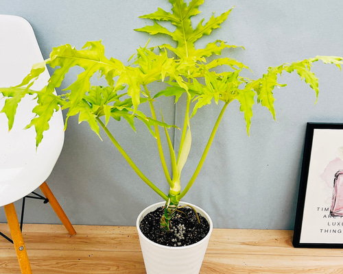 現品］【希少】☆人気☆ 93番 フィロデンドロン セローム ゴールド