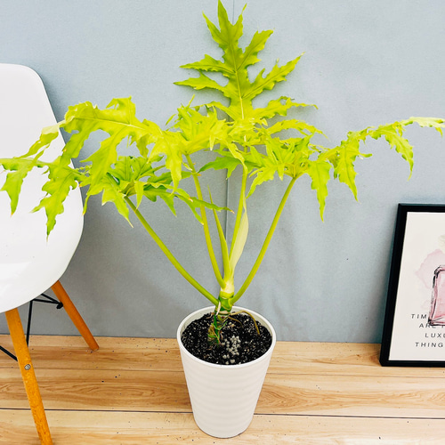 現品］【希少】☆人気☆ 93番 フィロデンドロン セローム ゴールド