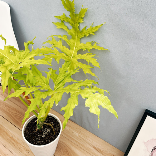 現品］【希少】☆人気☆ 93番 フィロデンドロン セローム ゴールド