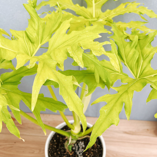 現品］【希少】☆人気☆ 93番 フィロデンドロン セローム ゴールド