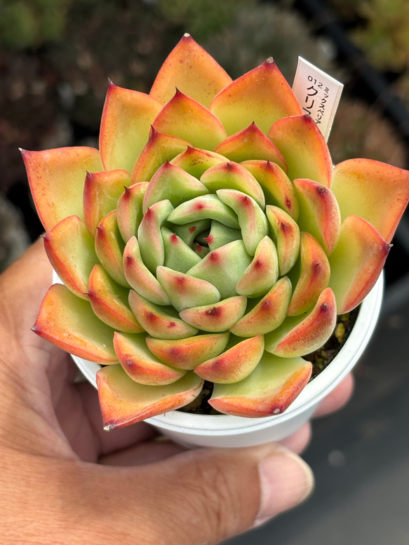 レア☆ キャロル コレット MOANALUA  GARDEN レア品種！【現品】 ☆クリスマスキャロル 多肉植物 自家繁殖 国産