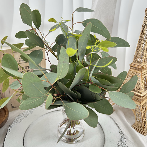 ユーカリ　ポポラス　/97 ユーカリ ポポラス /97