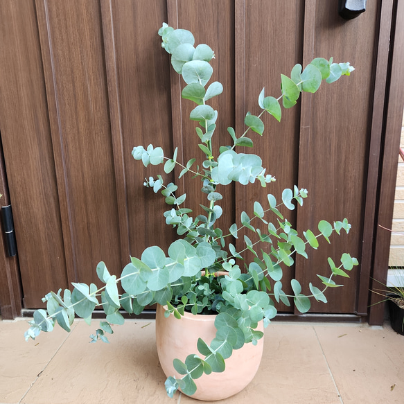 さくら！現品、ユーカリの大苗※シネレア　少し紅葉してます！　この鉢のみ ボリューム株♡ ユーカリ シネレア 銀丸葉 テラコッタ鉢植え