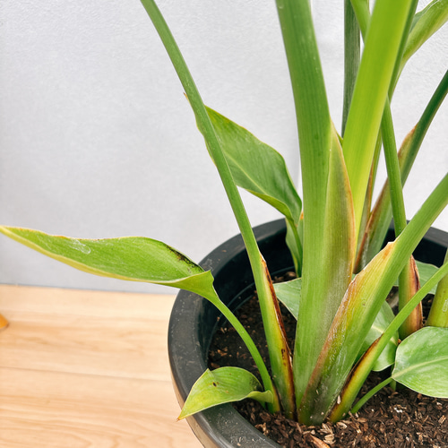 ［現品］97番　ストレリチアニコライ　オーガスタ　8号　観葉植物　大型　室内 現品］C ストレリチアニコライ オーガスタ 8号 観葉植物 室内