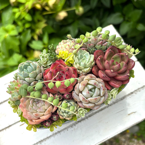 母の日 寄せ植え 多肉植物 韓国苗 リース q 多肉植物 リース」の人気