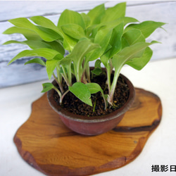 SS502 流木　灰汁抜き済み　爬虫類　アクアテラリウム　ハンドメイド gjrtu5454r.jpg