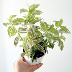 【再入荷】希少 パキラ ミルキーウェイ 実生 新芽 Sサイズ 観葉植物 calm 再入荷】希少 パキラ ミルキーウェイ 実生 新芽 Sサイズ 観葉