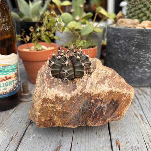 サボテンSET 「みかも鉢XS足付き」 みかも石 多肉植物 植木鉢 天然石