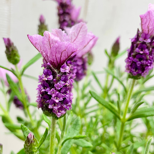 淡いラベンダーカラー ビオラロリポップキャンディー フェイクスイーツ 淡いラベンダーカラー ビオラロリポップキャンディー フェイクスイーツ