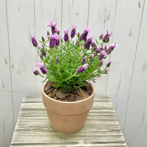 アンティーク フラワー・ガーデニング テラコッタ製淡いピンク植木鉢