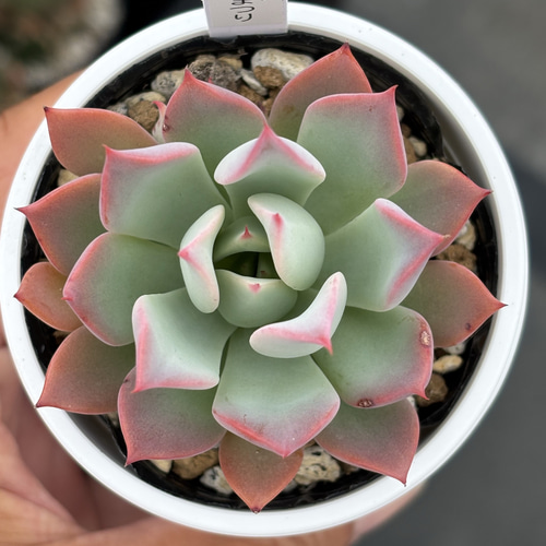 人気レア品種！☆ひなまつり 多肉植物 自家繁殖 国産 多肉植物 美