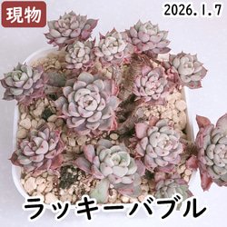 ❣️ピンクルルビー❣️現品 エケベリア 寄せ植え 多肉弁当 多肉植物 ピンクルルビー【グラプトベリア 多肉植物】 多肉植物 エケベリア