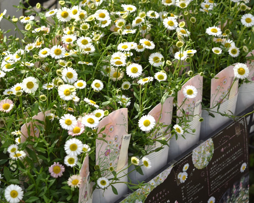 4fc78e00bf496cd3cc936227561197