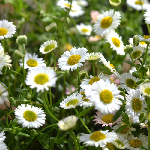白い宿根草　フロックス　イベリス　エリゲロン（ゲンペイコギク）＋オマケ苗 エリゲロン」の人気商品一覧 | 安い商品を通販サイトから探す