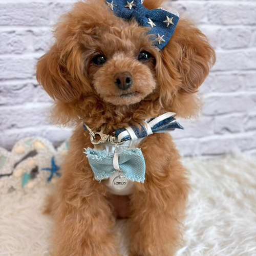 デニムリボン・デニム蝶ネクタイ（わんちゃん・ねこちゃん用）単品