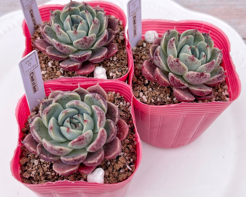 多肉植物 C'est ci bon【Fine農場】 韓国苗 多肉植物 pariʚ