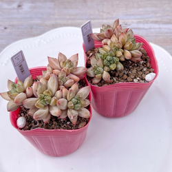 2025 New✨多肉植物 ソングフォーユー 韓国苗 多肉植物 pariʚ