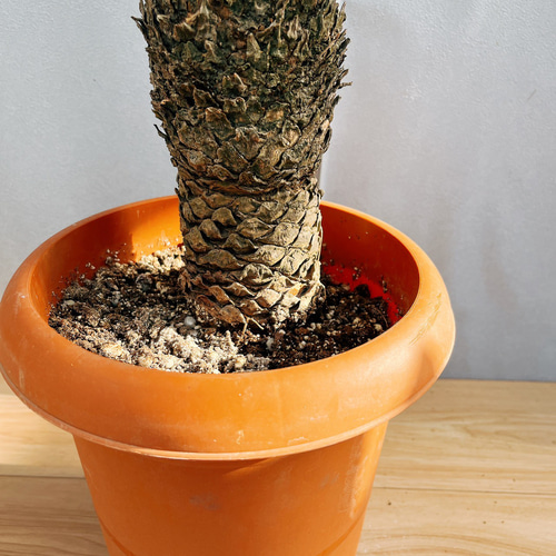 現品］33番 ソテツ 7号 蘇轍 観葉植物 プラスチック鉢 幹高