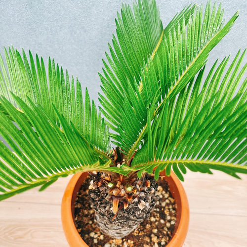 ［現品］33番　ソテツ　7号　蘇轍　観葉植物　プラスチック鉢　幹高 現品］33番 ソテツ 7号 蘇轍 観葉植物 プラスチック鉢 幹高 その他