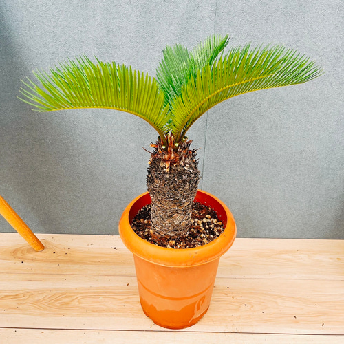 現品］33番 ソテツ 7号 蘇轍 観葉植物 プラスチック鉢 幹高 その他