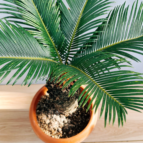 現品］33番 ソテツ 7号 蘇轍 観葉植物 プラスチック鉢 幹高